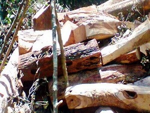 Sua trunks illegally chopped down in Quang Binh Province (Photo: VOV.vn)